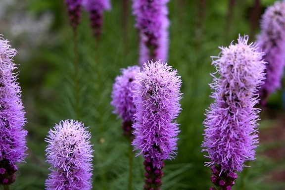 pétalos de color púrpura, flores púrpuras, colorido, tiempo de verano, flora, hierba alta, flores, verano