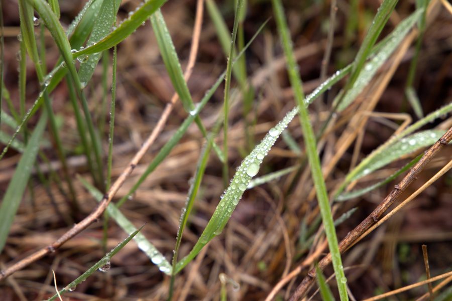 капельки росы, дождя, природа, трава, дождь, вода, макрос
