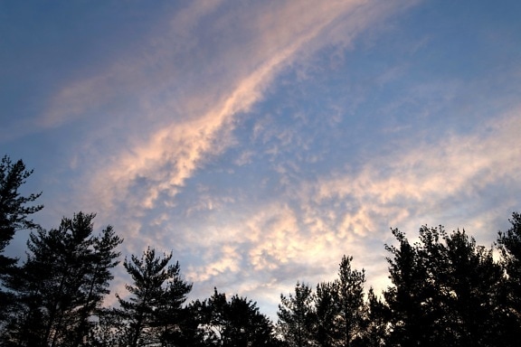 mây tím, bầu trời, mây, cây