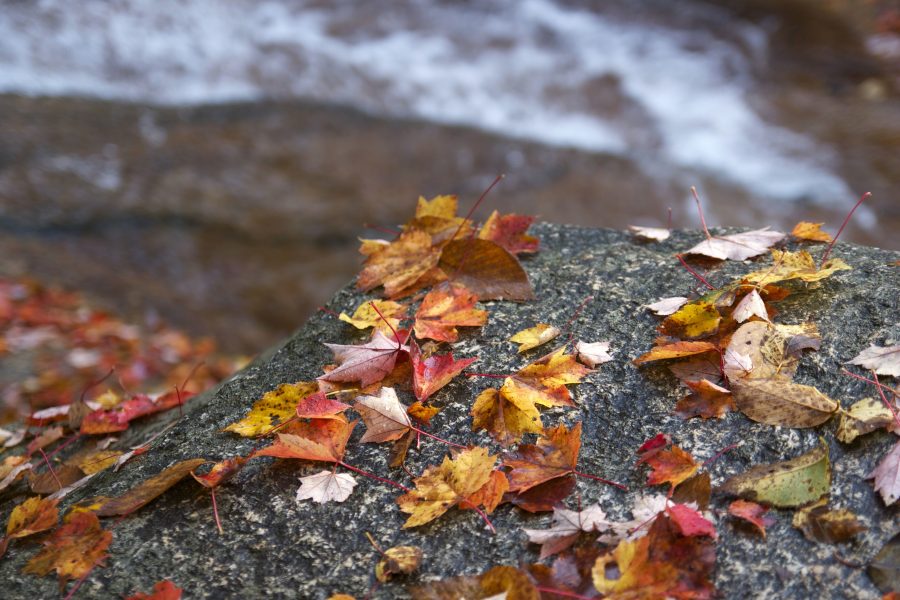 autumn, creek water, water, river, rocks, leaves, foliage