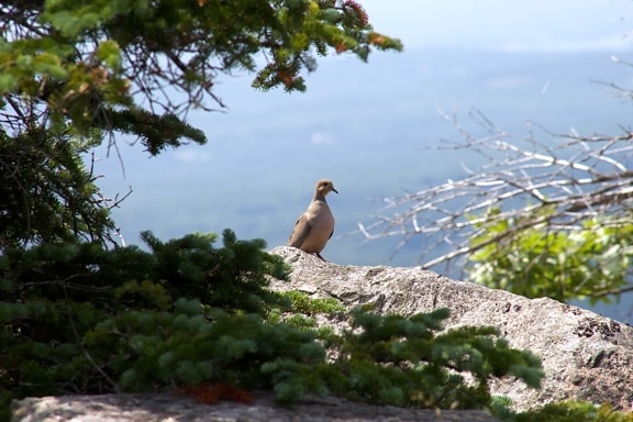 pigeon, dove bird, bird, rocks, trees