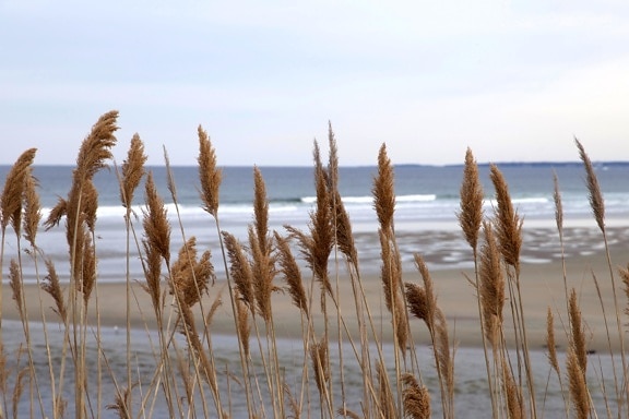 Reed plante, iarbă de stuf, ocean, litoral, plaja cu nisip, apa,