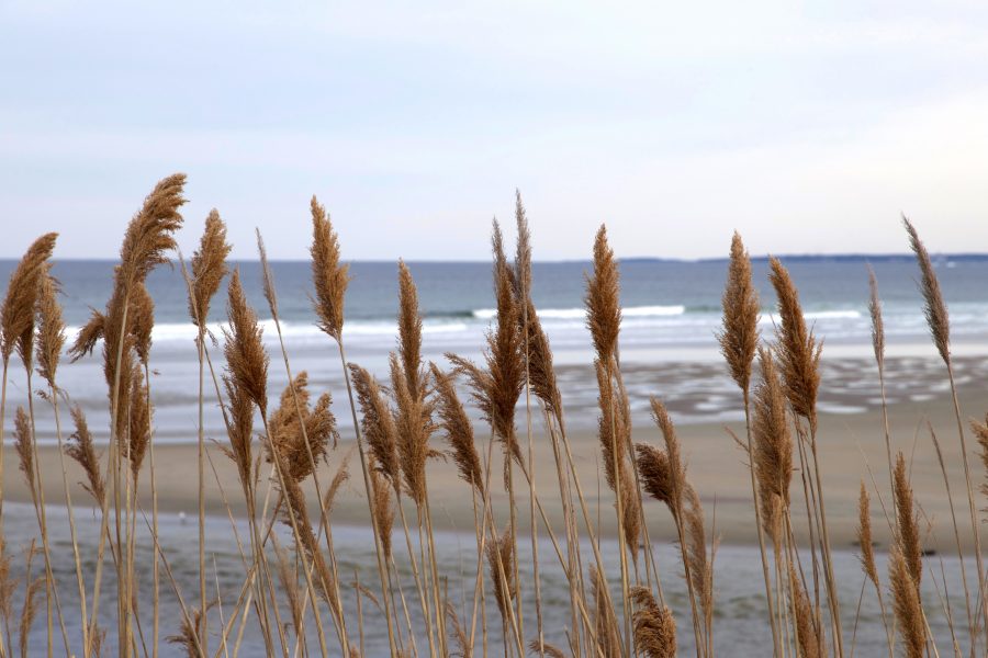 rastlina Reed, reed tráva, oceán, pobrežie, vode, piesku, pláž