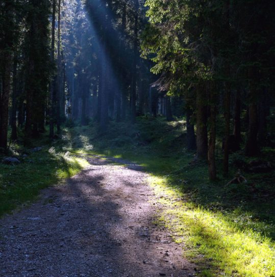 道路、影、日光、太陽光線、トレイル、木、森の中を森します。