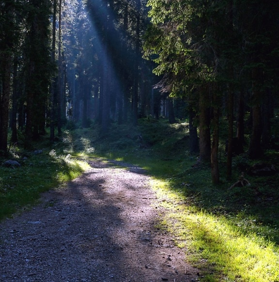 strada forestale, ombra, luce solare, raggi solari, sentiero, alberi, boschi