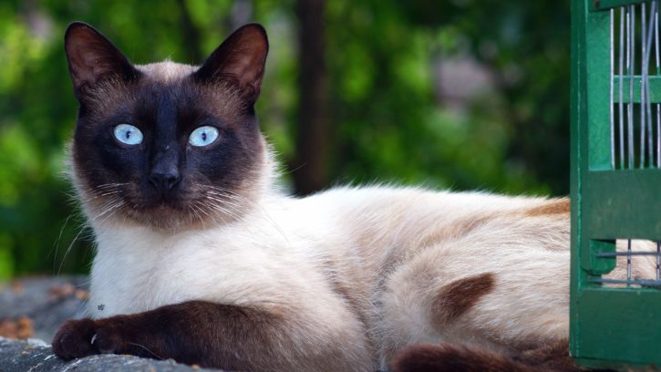 gato, retrato del animal doméstico, gatito, animal, ojos azules