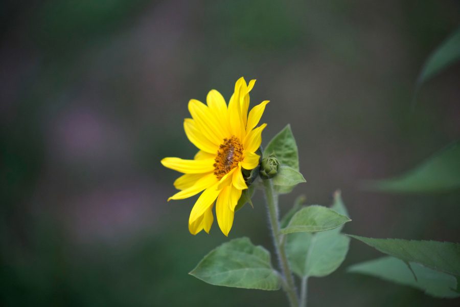 bunga kecil bunga matahari, liar bunga matahari, kuning kelopak, jeruk