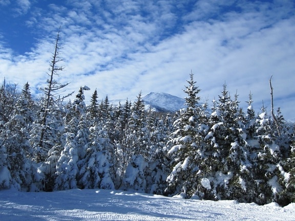 зимен сезон, сняг, дървета, планини, облаци, пътека