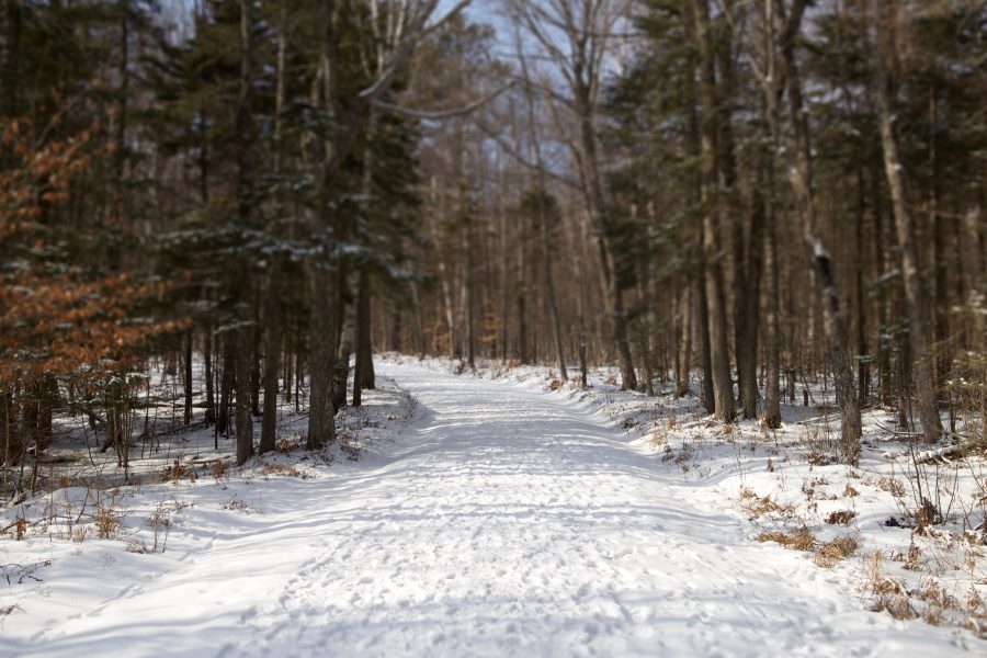 route enneigée, l'heure d'hiver, chemin forestier, la route, les arbres, la randonnée, l'hiver, la neige
