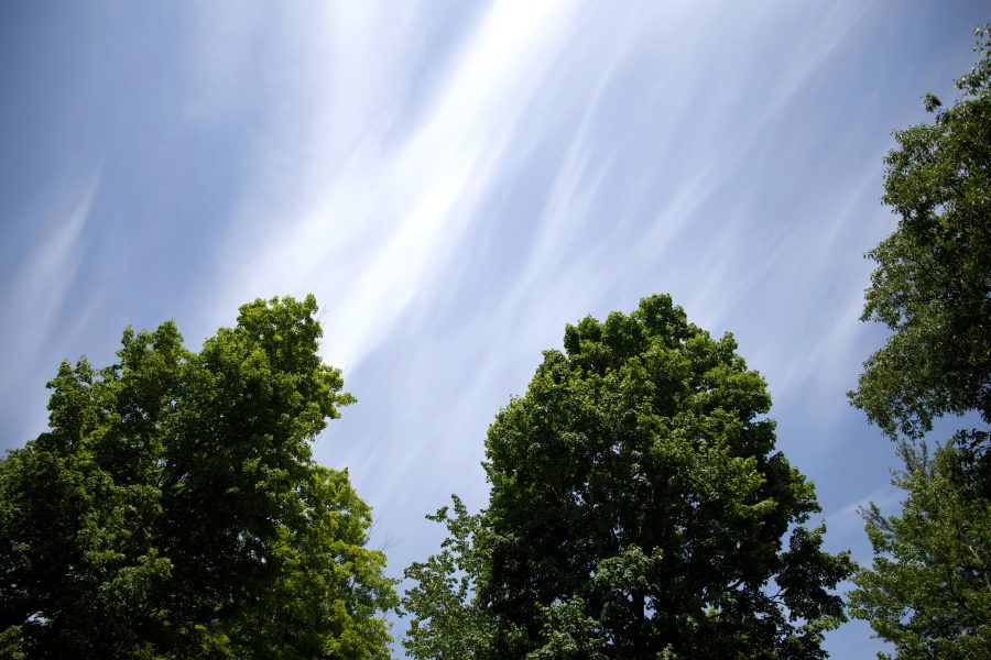 Kostenlose Bild Grune Baume Alte Baume Weisse Wolken Baume Wolken