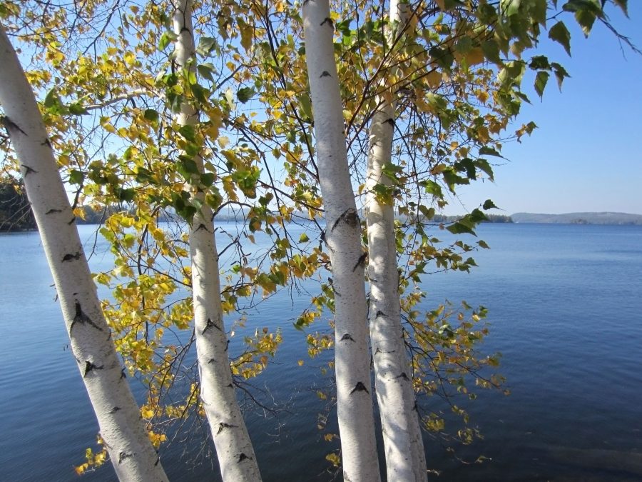 відображення води озера води, дерев, листя, літо