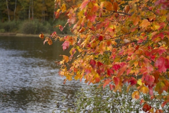 езеро, през есента, червеникаво листа, листа, есен, листа, дървета, вода, попадат