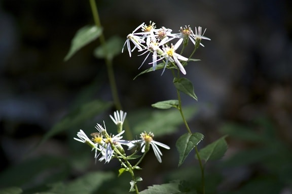 tiny flowers, white, plants, leaves