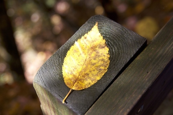 dřevěný plot, zblízka, list, listí, podzim
