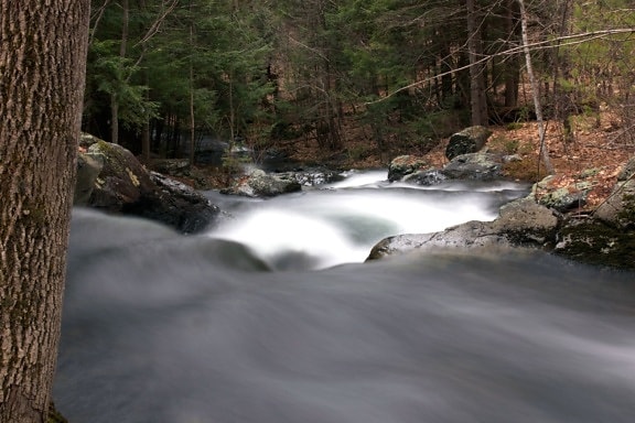 blurry water, stream, creek, water, trees, rocks, stream