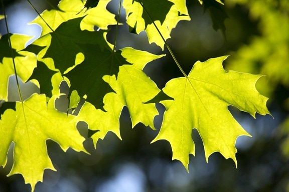 daun, daun hijau, sinar matahari, alam, daun, pohon, musim panas