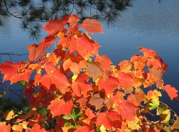 feuillage rouge, feuilles rouges, réflexion de l'eau, automne, feuilles, feuillage, automne