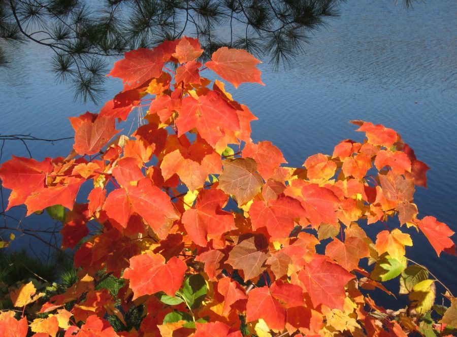 紅葉、紅葉、水の反射、秋、葉、秋の紅葉