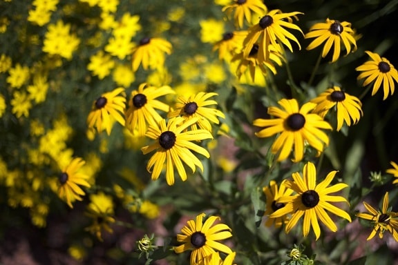 prado de flores, flores de color amarillento, néctar oscuro, verano