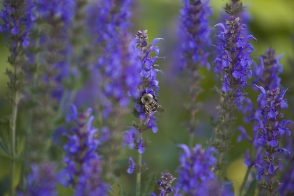 μέλισσα, έντομο, μωβ άγρια λουλούδια, λουλούδια, λουλούδια, καλοκαίρι