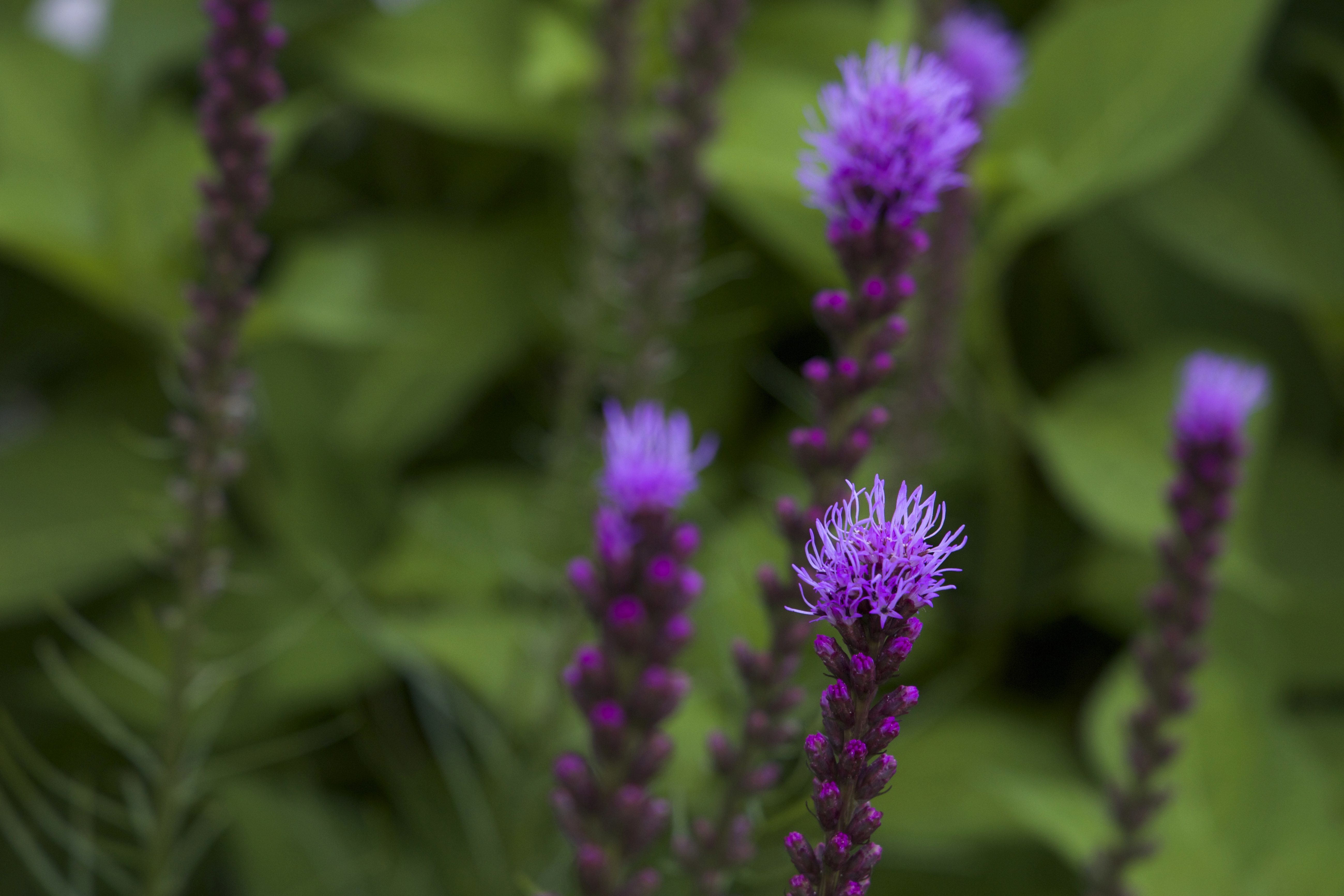 フリー写真画像 小さな紫の花びら 紫色の花 葉 葉 背の高い草 花 夏