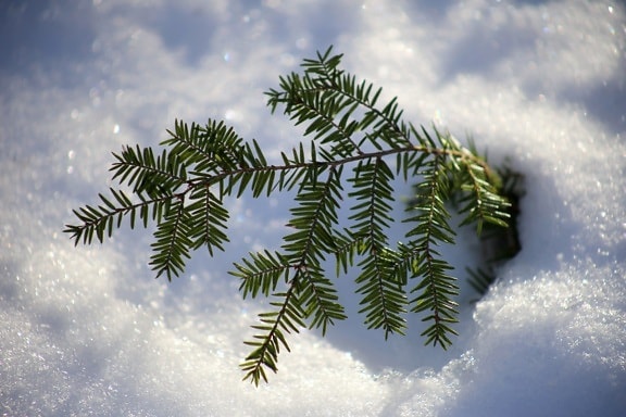feuilles snovy, sapin, pin feuilles, hiver, neige