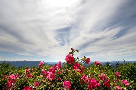 rose sauvage, rose fleurs, gros plan, flore, nuages ​​blancs, fleurs, nuages, montagnes