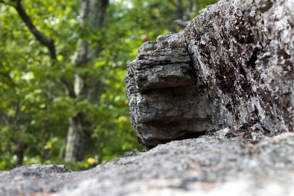 gran roca, textura, modelo, piedras, rocas, borrosas árboles