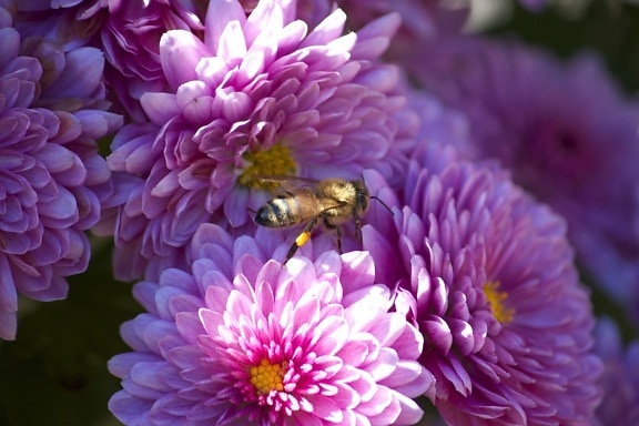 abeille, insecte, macro, fleurs roses, fleurs, abeille, été