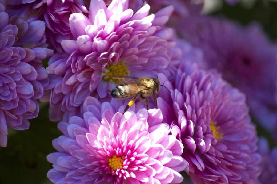 Medonosna pčela, kukac, makronaredbe, ružičasti cvjetovi, cvjetovi, pčele, ljeto