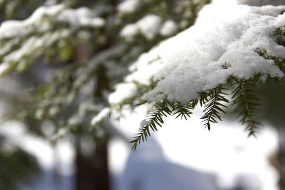 pine trees, winter, green branches, winter, snow, trees