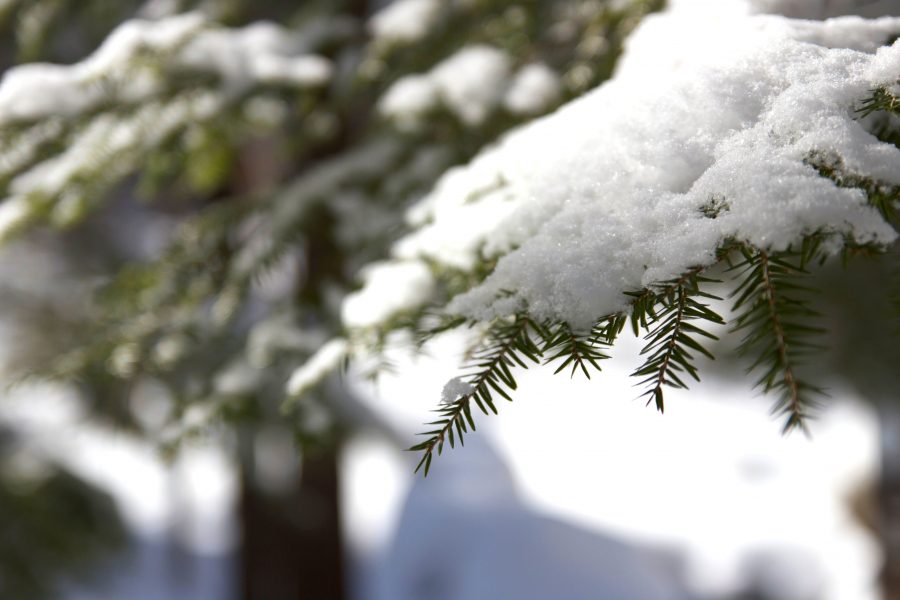 소나무, 녹색 분 지, 겨울, 눈, 겨울 나무