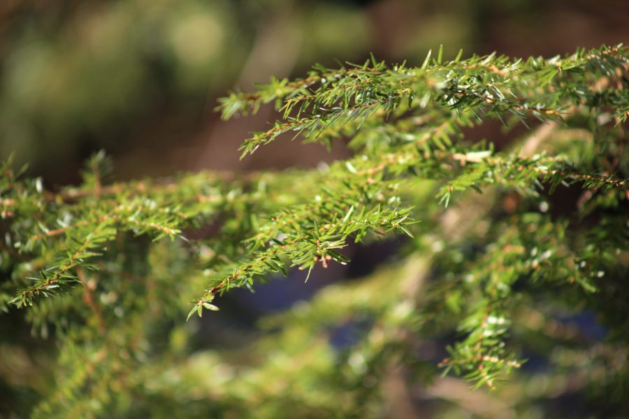 menutup daun, daun pohon pinus, daun hijau, waktu musim panas, pohon