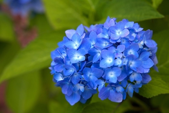 kvety hortenzie, modrá lístkov, veľké zelené listy rastlín