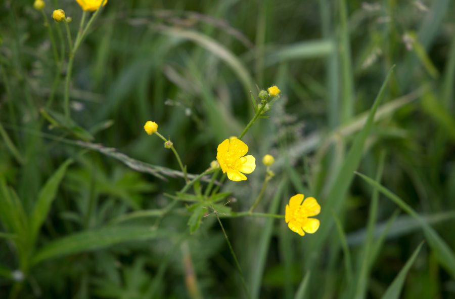 yellowish flowers, tall green grass, nature, flowers, grass, summer