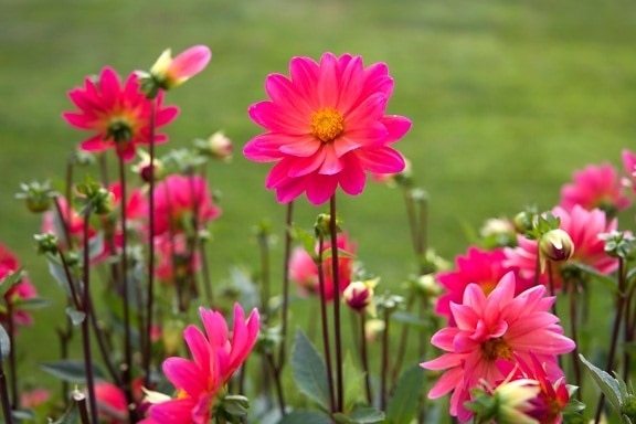 rosa blommor, stora kronblad, nektar blommor, blommor, sommar