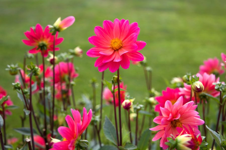 Pink bunga, kelopak besar, nektar bunga, bunga, musim panas