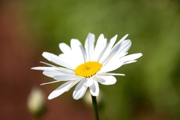vit blomma, vita kronblad, nektar, sommar