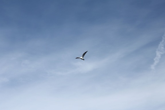 bird, sky, blue sky, clouds, ocean, seagull