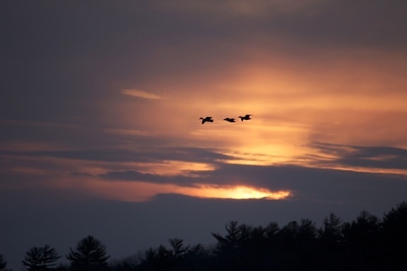 birds flying, sunset time, birds, sunset, clouds, trees