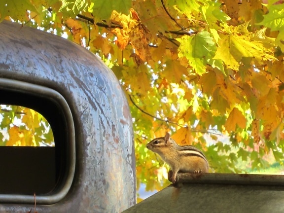 cute animal, foliage, fall, autumn, truck, chipmunk