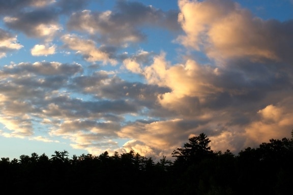 暗い雲、夕焼け雲、夕日、雲、木