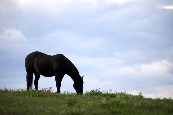 Темная лошадка, темно коричневые лошади, Хилл, Голубое небо, животных, лошадь, животные, облака, трава