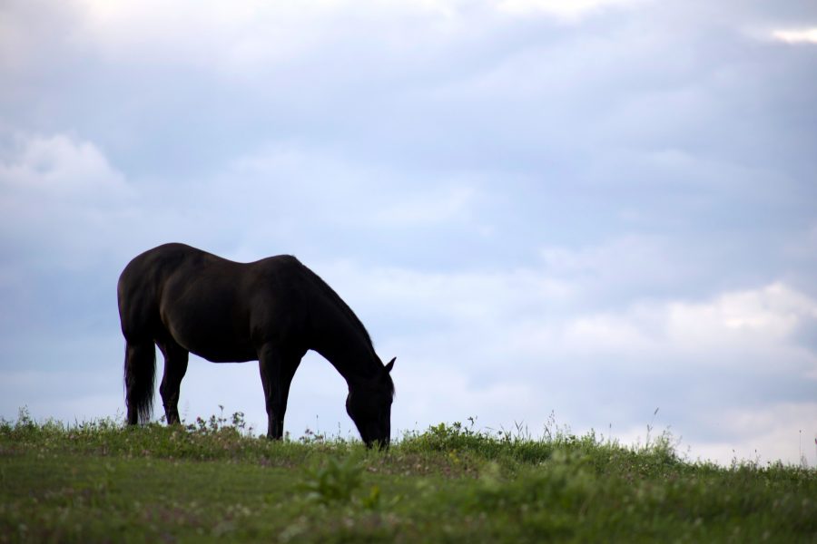 Černý kůň, tmavý hnědák, hill, modrá obloha, zvíře, koně, zvířata, mraky, tráva