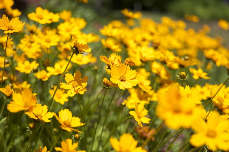 주황색 착 색된 한 꽃, 꽃 필드, 높은 잔디, 꽃, 여름