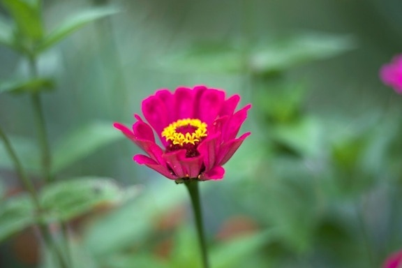 yellow flower nectar, pinkish flower, reddish petals,  red