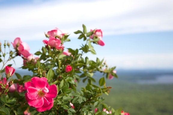 野生のバラの花びら、野生のバラ、ピンクの花、緑の葉、とげ、フローラ