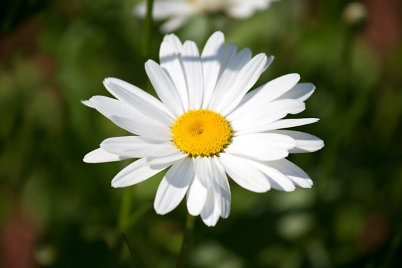 fleur blanche, pétales, blanc, fleur sauvage, nature, fleur, été