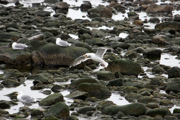 seagull birds, ocean, rocks, water, seagull