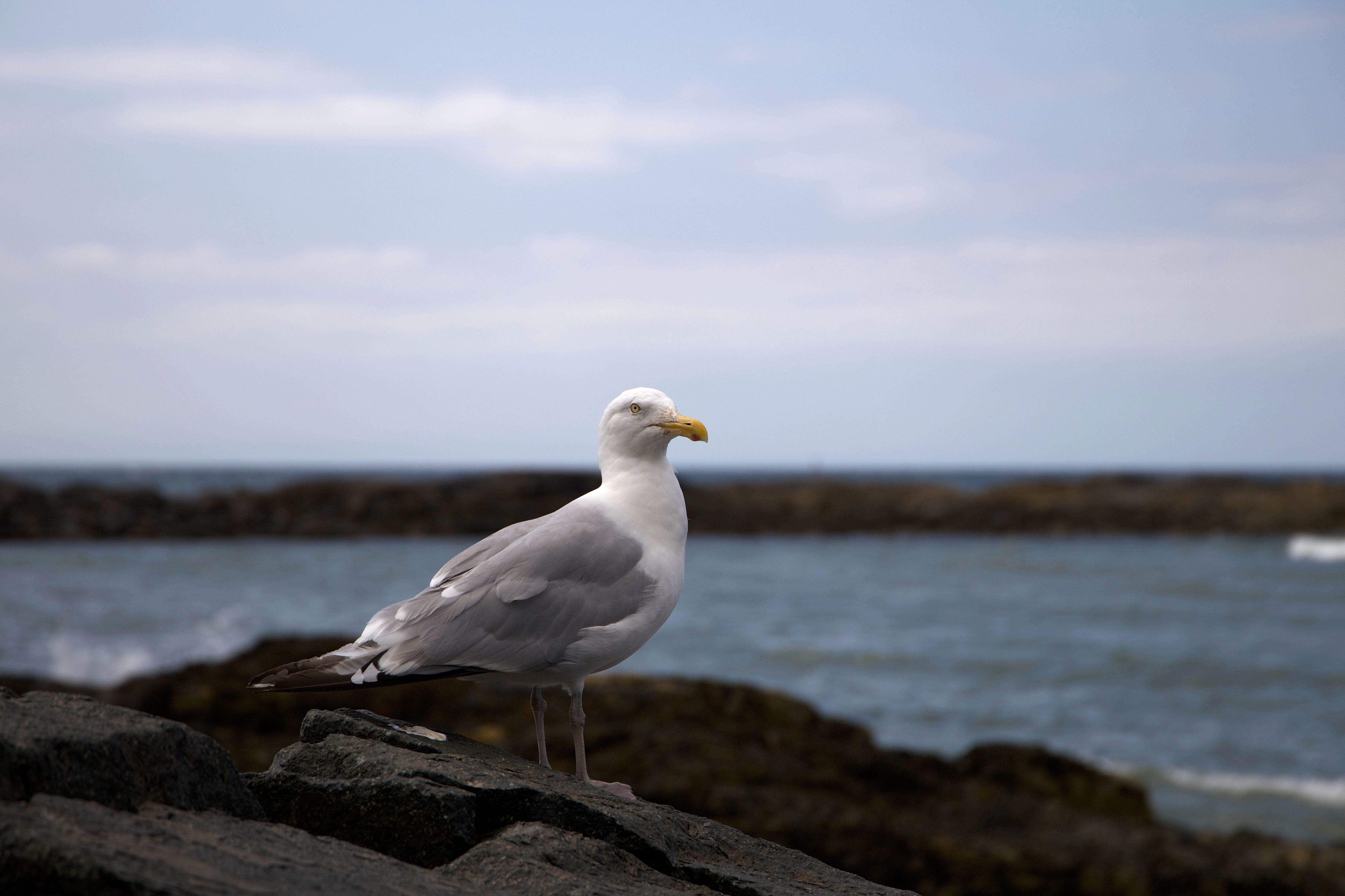フリー写真画像 かもめ鳥立っている 白い鳥 海 動物 シーガル